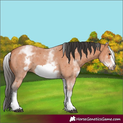 Horse Color:White Spotted Bay Sabino Frame 