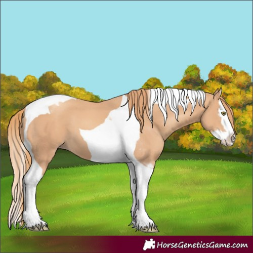 Horse Color:Gold Champagne Splash Tobiano 