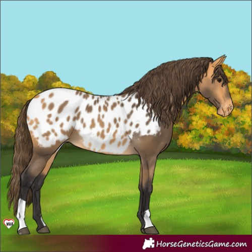 Horse Color:Buckskin Blanket 