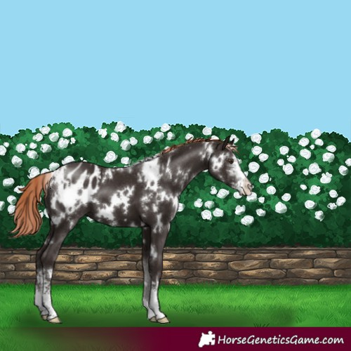 Horse Color:White Spotted Liver Chestnut Sabino Appaloosa 