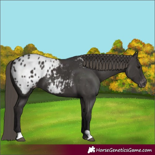 Horse Color:Smoky Black Blanket 
