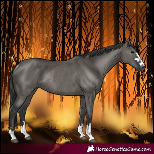 Horse Color:Grullo Rabicano 