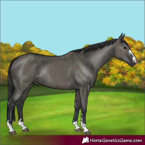 Horse Color:Grullo Rabicano