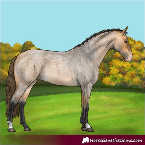 Horse Color:Buckskin Roan Appaloosa