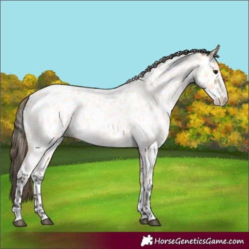 Horse Color:Buckskin Roan Appaloosa