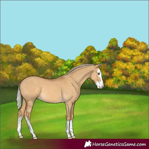 Horse Color:Palomino Dun Splash 
