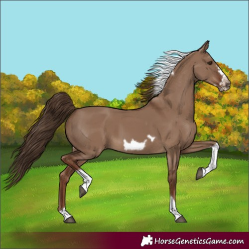 Horse Color:Unknown 