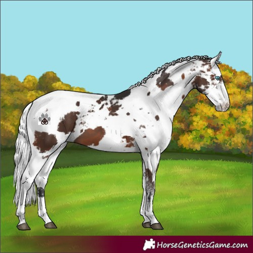 Horse Color:White Spotted Brown Harlequin Merle