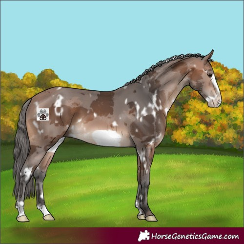 Horse Color:White Spotted Bay Merle Frame