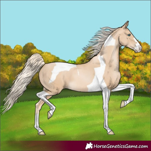 Horse Color:Palomino Pearl Tobiano 