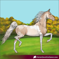 Horse Color:Cremello  and Chocolate Palomino Pearl Tobiano 