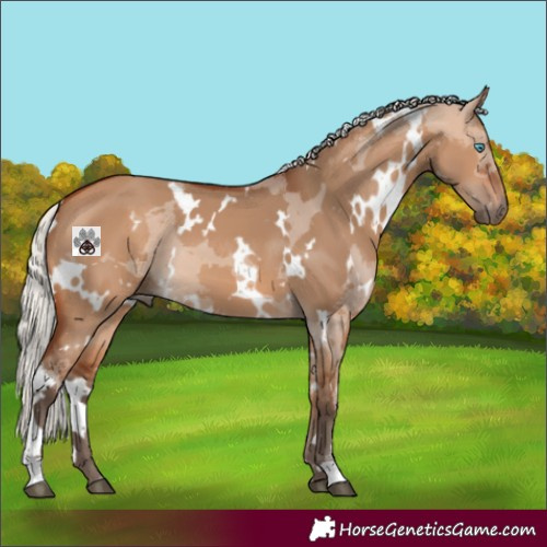 Horse Color:White Spotted Silver Bay Dun Merle 