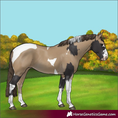 Horse Color:Smoky Black  and Classic Cream Champagne Tobiano 