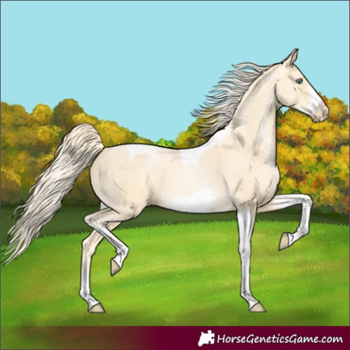 Horse Color:Palomino Pearl Sabino Tobiano Frame 