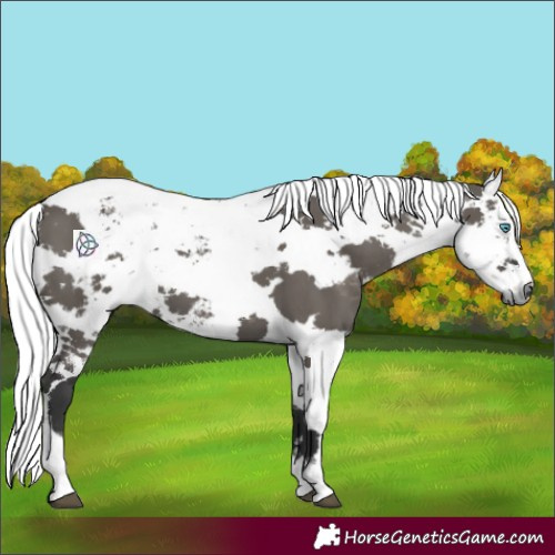 Horse Color:Grullo Harlequin Merle 