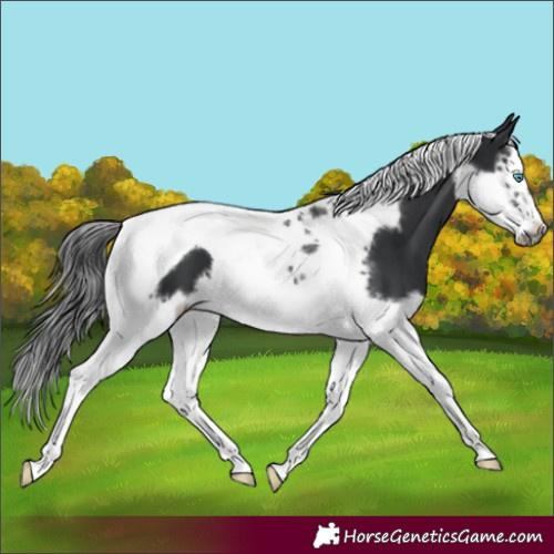 Horse Color:Black Splash Tobiano Frame 