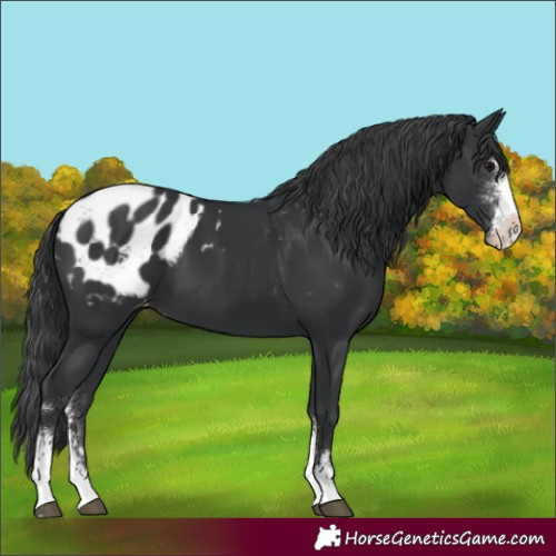 Horse Color:Black Sabino Appaloosa