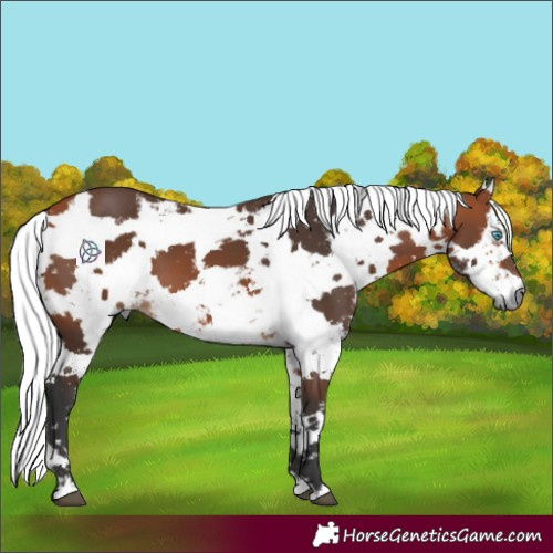 Horse Color:Bay Harlequin Merle