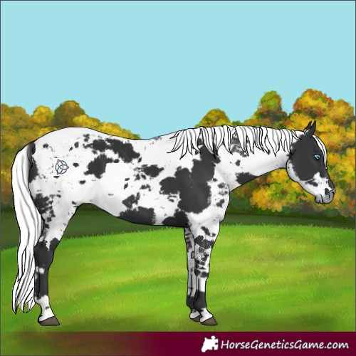 Horse Color:Black Harlequin Merle 