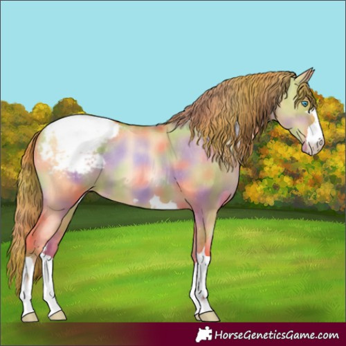 Horse Color:Nacre Gold Champagne Pearl Dun Appaloosa