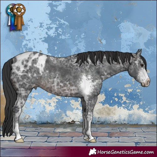 Horse Color:Brown Ice Sabino Appaloosa Rabicano
