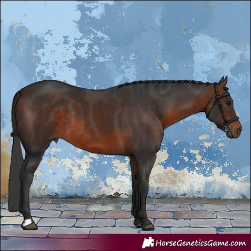 Horse Color:Brown Rabicano 