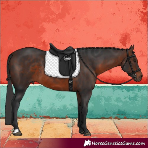 Horse Color:Brown Rabicano 