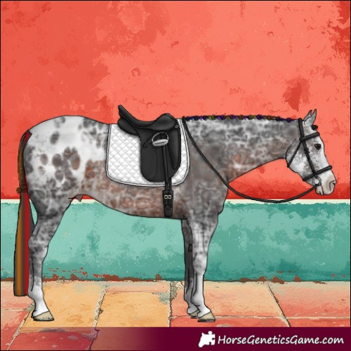 Horse Color:Painted Brown Ice Sabino Appaloosa Rabicano