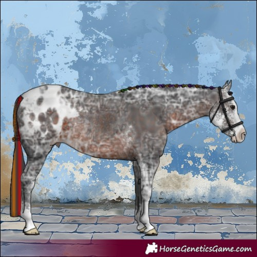 Horse Color:Painted Brown Ice Sabino Appaloosa Rabicano 