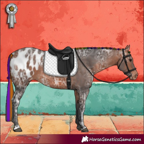 Horse Color:Painted Bay Ice Appaloosa Rabicano