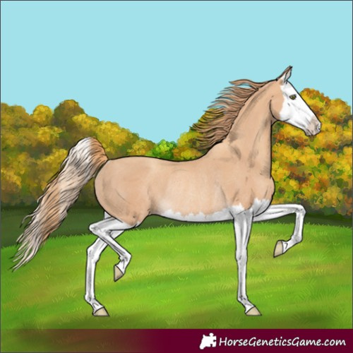 Horse Color:Gold Champagne Splash Rabicano