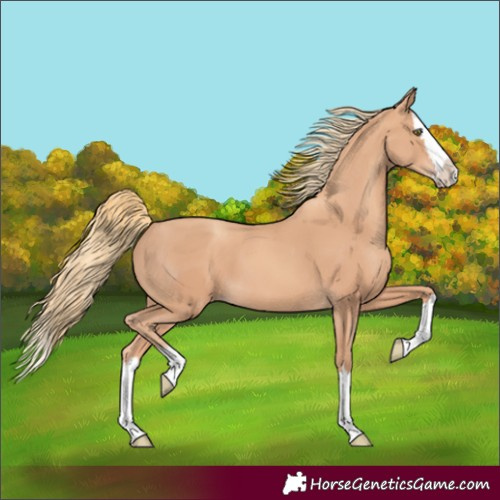 Horse Color:Gold Champagne Splash