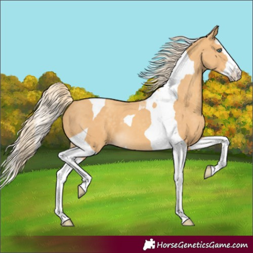 Horse Color:Gold Cream Champagne Splash Tobiano 