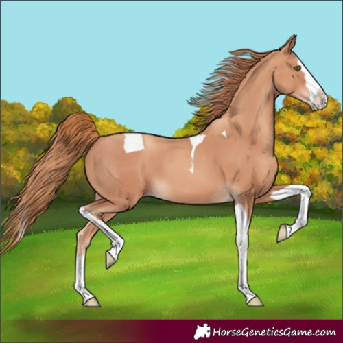 Horse Color:Gold Champagne Splash Tobiano