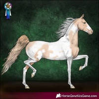 Horse Color:Gold Champagne Dun Tobiano Frame Varnish Rabicano