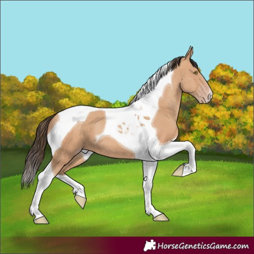 Horse Color:Amber Champagne Tobiano 