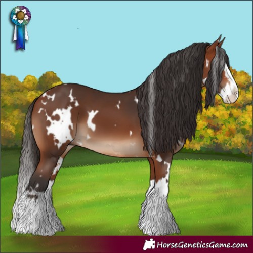 Horse Color:White Spotted Bay Sabino Splash 