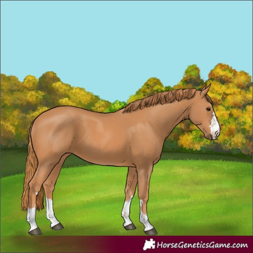 Horse Color:Chestnut 