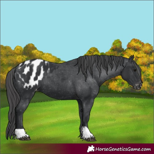 Horse Color:Black Appaloosa