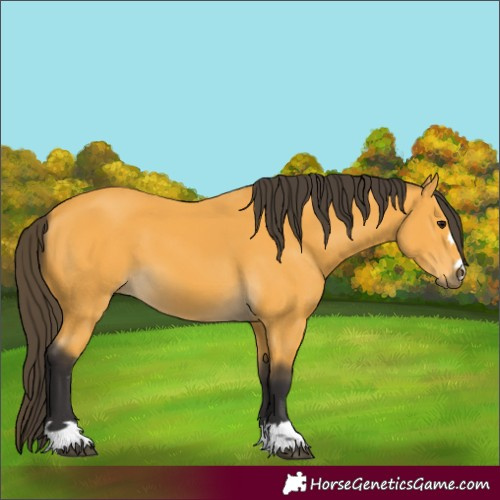 Horse Color:Buckskin