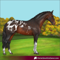 Horse Color:Brown Tobiano Appaloosa Rabicano