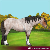 Horse Color:Bay Roan Tobiano