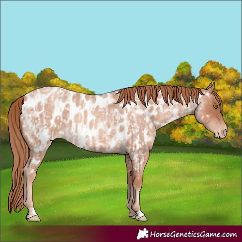 Horse Color:Gold Champagne Roan Appaloosa and Gold Champagne Roan Appaloosa