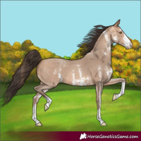 Horse Color:Amber Champagne Sabino
