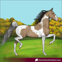 Horse Color:Gray Classic Champagne Dun Tobiano 