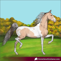 Horse Color:Amber Champagne Tobiano Rabicano 