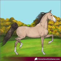 Horse Color:Amber Champagne