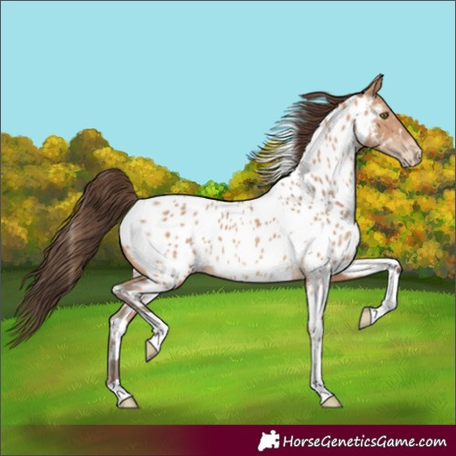Horse Color:Amber Champagne Tobiano Appaloosa Rabicano 