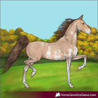 Horse Color:Amber Champagne Sabino Varnish Rabicano