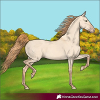 Horse Color:Gold Champagne Dun Rabicano 